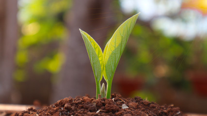 Avocado seedlings growing in the morning sunshine	