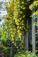 窓に垂れ下がる黄色いモッコウバラ／Rosa banksiae