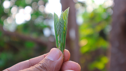 Avocado seedlings grow in the hands