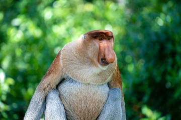 Naklejka premium Wild Proboscis monkey or Nasalis larvatus, in rainforest of Borneo, Malaysia