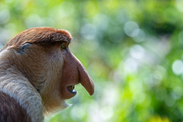 Fototapeta premium Wild Proboscis monkey or Nasalis larvatus, in rainforest of Borneo, Malaysia