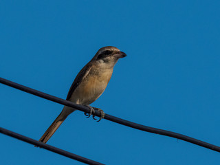 Brown Shrike (Lanius cristatus) is a medium-sized shrike with a black facial mask.