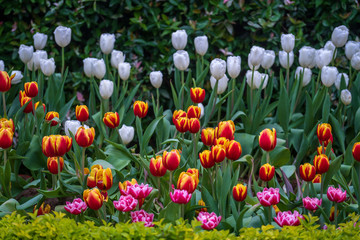 Beautiful colorful red, yellow and white tulips background. Field of spring flowers. Flower bed tulips in Danang, Vietnam