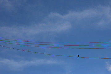 a bird stand at the high voltage power lines 