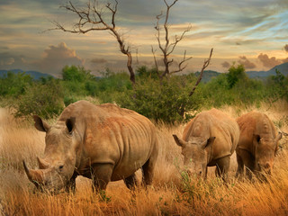 white rhino in the African savannah