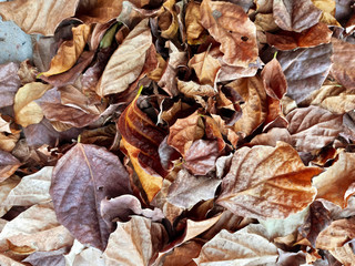 colourful leaves on the ground