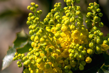 yellow flower macro