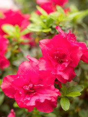 Obraz premium アザレア