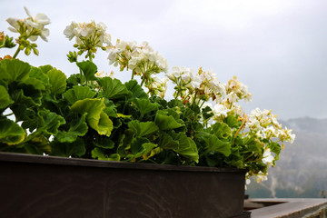 Close up of Pelargonium flowers in the garden.