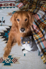 Golden Retriever and British Shorthair cat hug under blanket © chendongshan