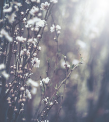 Peach Tree Blossom, Flower Background; Vintage style