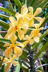 Orchids with beautiful yellow colors and are naturally beautiful are good export business Of Thailand.