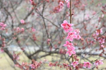홍매화가 핀 아름다운 풍경