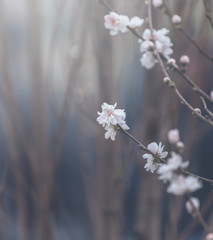 Peach Tree Blossom, Flower Background; Vintage style