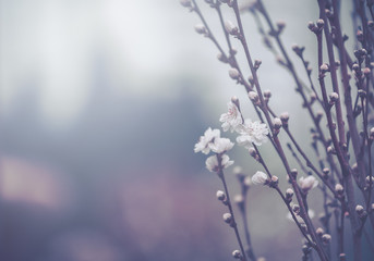 Peach Tree Blossom, Flower Background; Vintage style
