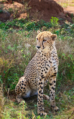 Regal cheetah in the wild South African bush
