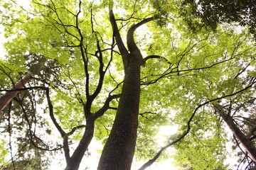 大木と葉を通る日差し