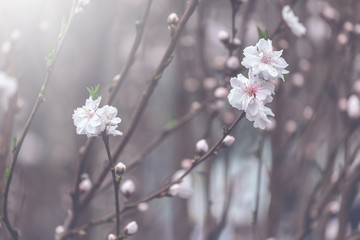 Peach Tree Blossom, Flower Background; Vintage style