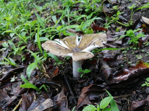 Mushroom in the forest