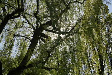 Trauerweiden an einem See im Gegenlicht