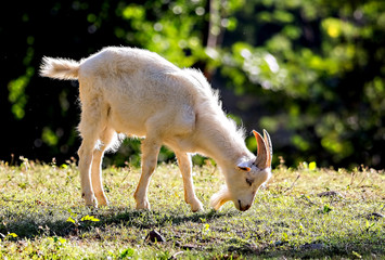 In the morning, the young goat was happily eating grass.
