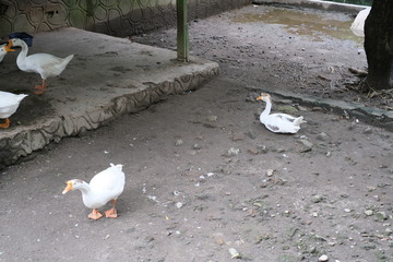 the swan hounds in the stable