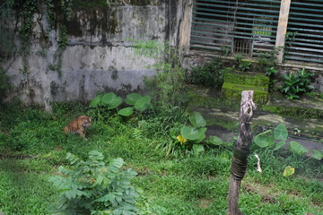 Sumatran tiger among the bush