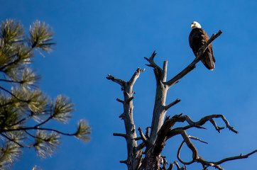 eagle on a branch