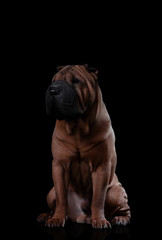 sharpei on a black background in the studio