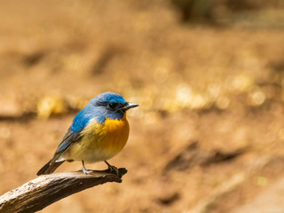 A male Indochinese Blue-flycatcher (Cyornis sumatrensis) its orange breast and blue feathers on the upperparts and the throat.