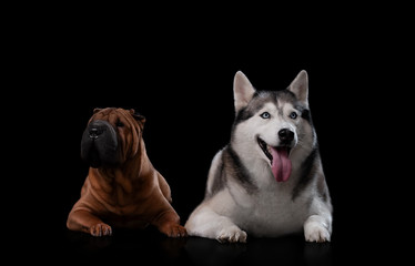 sharpei and Siberian husky on a black background in the studio