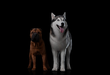 sharpei and Siberian husky on a black background in the studio