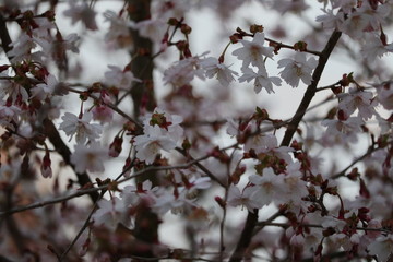 fuji cherry (Prunus incisa 'Lotte'), Japanese ornamental cherry, light pink rich flowering