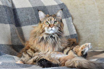Portrait of a domestic cat of the Maine Coon breed color torti on the sofa