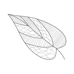 tree leave for anti-stress coloring. Doodle art design elements. Black and white pattern for coloring books for adults and children. Winter cherry on a white background