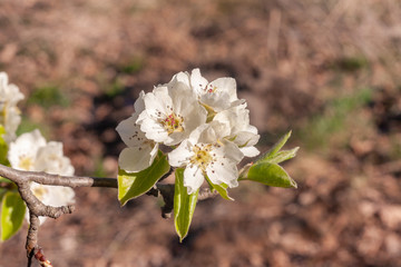 Flowering branches of fruit trees.