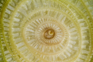 The cross section of banana stalk pith

