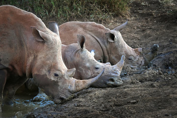 Fototapeta premium Engangered African rhinoceros relaxing in the mud.
