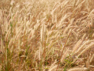 wheat field in summer nature background