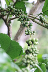 Robusta coffee beans which is unripe with selective focus on coffee cherries