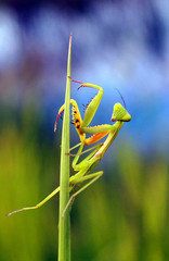 praying mantis on a green leaf