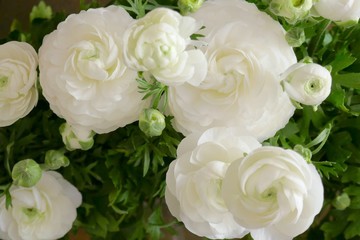 Ranunculus flower white. Spring flowers. White floral tender spring background.