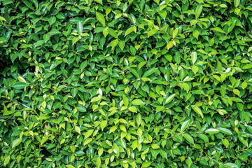 green leaves background