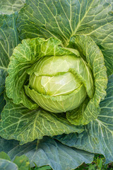 cabbage in the garden