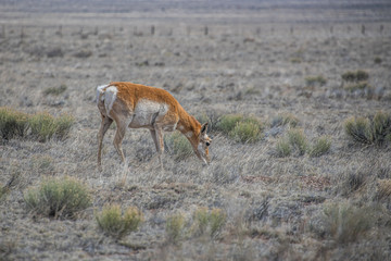 Pronghorn