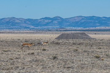 Pronghorns