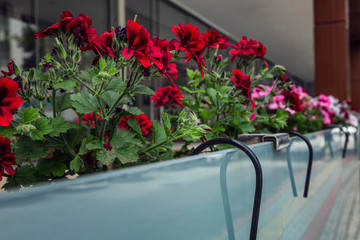 Red and pink flowers on the balcony. Beautiful decor. Close-up.