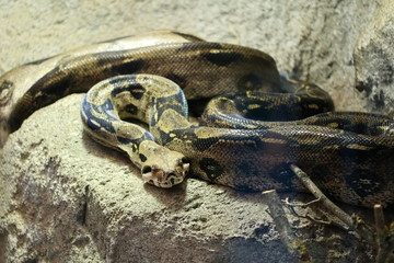 Fototapeta premium snake boa constrictor in wait
