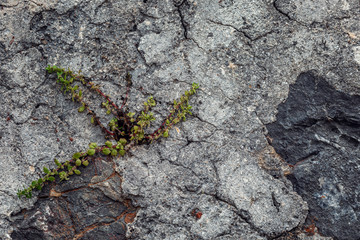 Growing grass among large stones. against the light blue sky. Space for text.