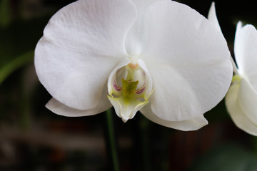 white orchid flower in focus close up with dark background long island new york springtime